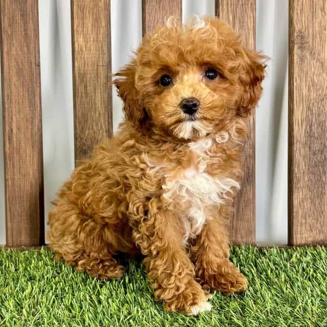 Tuck - Toy Poodle Male