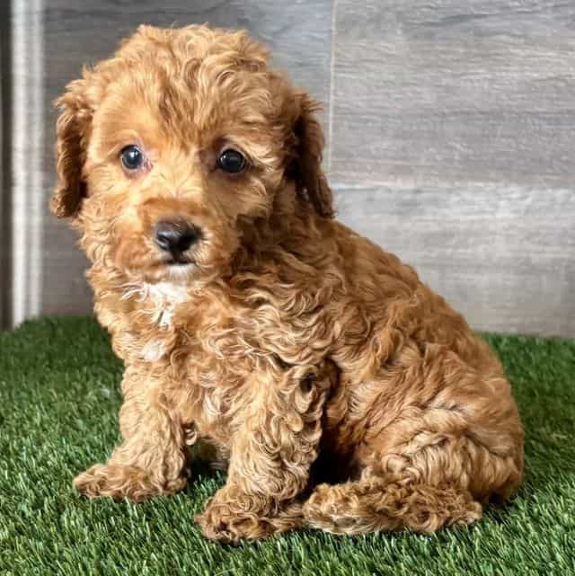 Talia - Toy Poodle Female