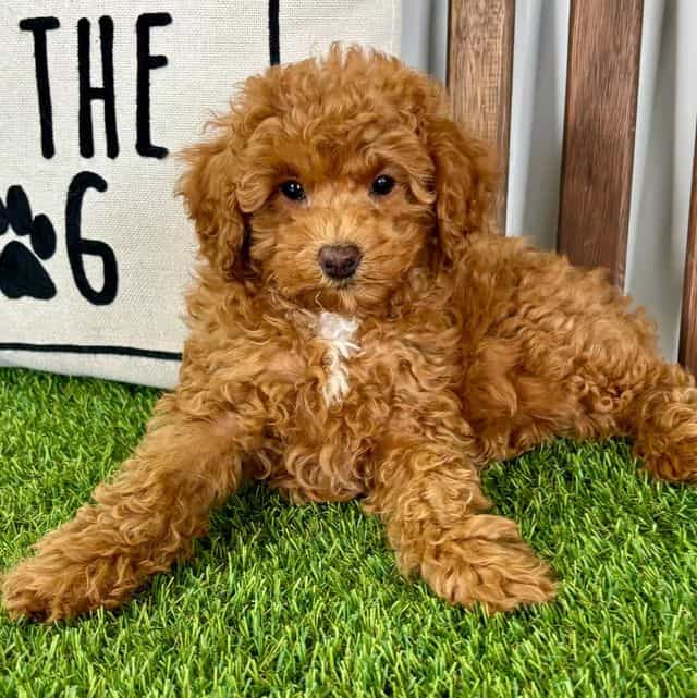 Thea - Toy Poodle Female
