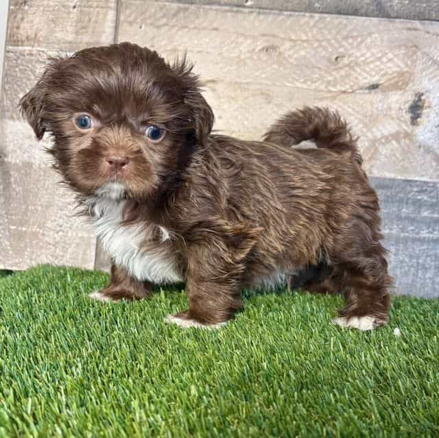 Saul - Shih Tzu Male