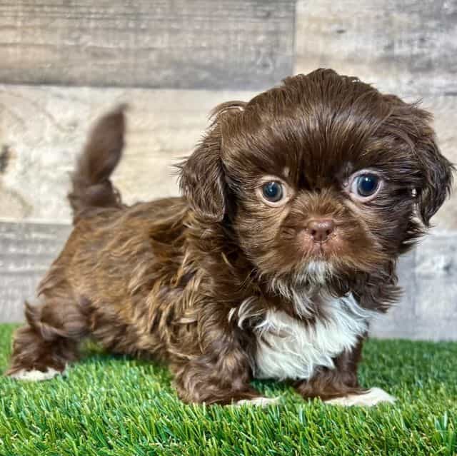 Simon - Shih Tzu Male