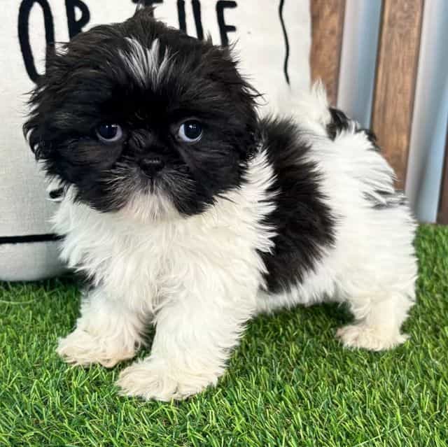 Sadie - Shih Tzu Female
