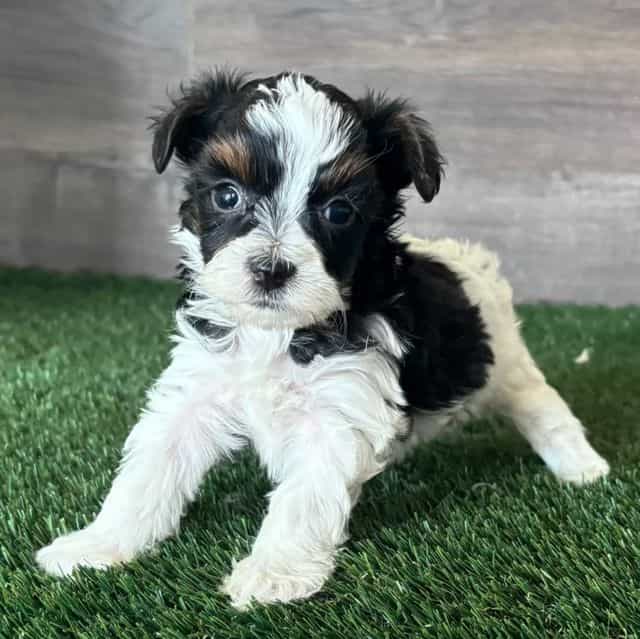 Griffin - Yorkipoo Male