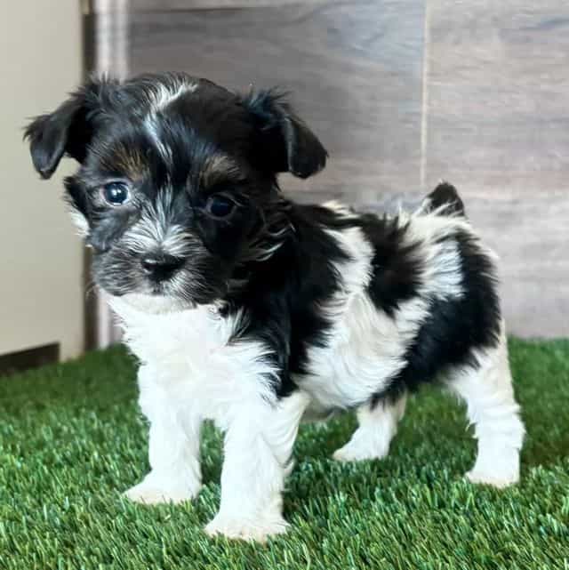 Gabby - Yorkipoo Female
