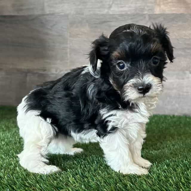 Grace - Yorkipoo Female