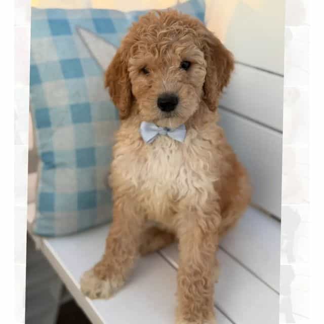 Chai  - Standard Poodle Male