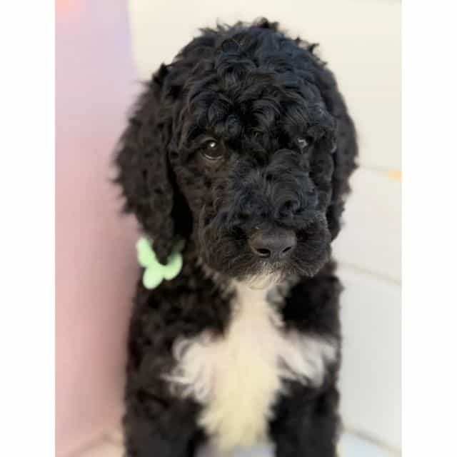 Mint - Standard Poodle Male