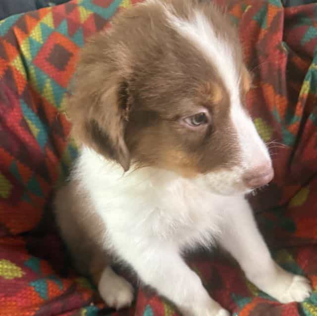 Justin - Australian Shepherd Male