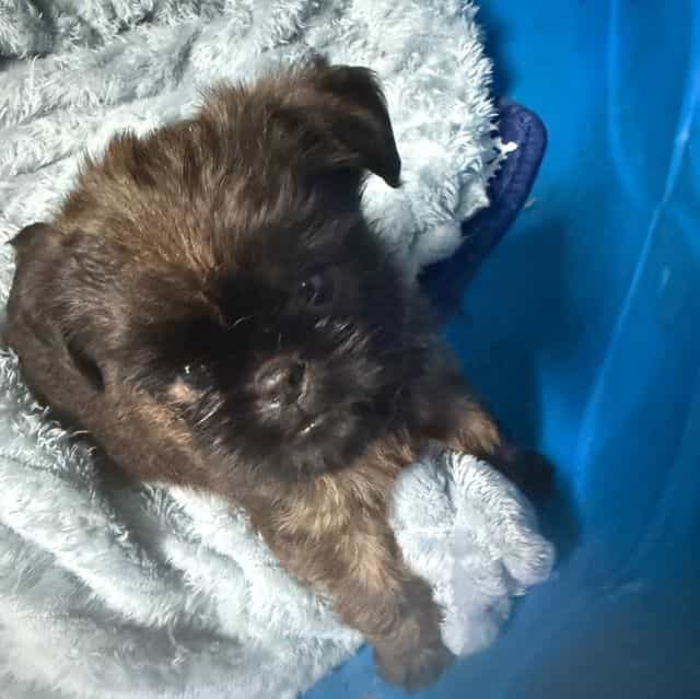 Spartan - Brussels Griffon Male