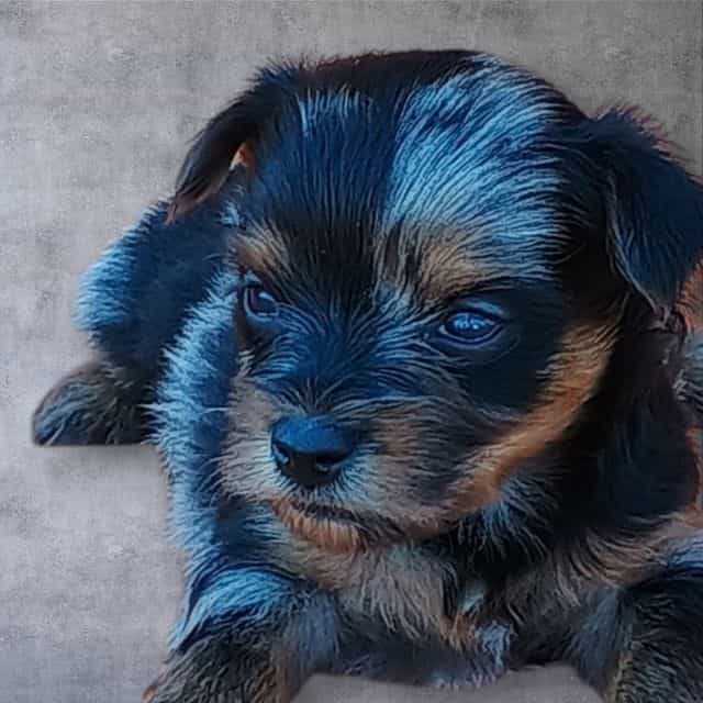 Deniun - Yorkshire Terrier Male