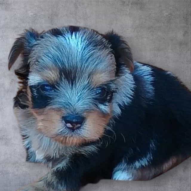 Navy - Yorkshire Terrier Male