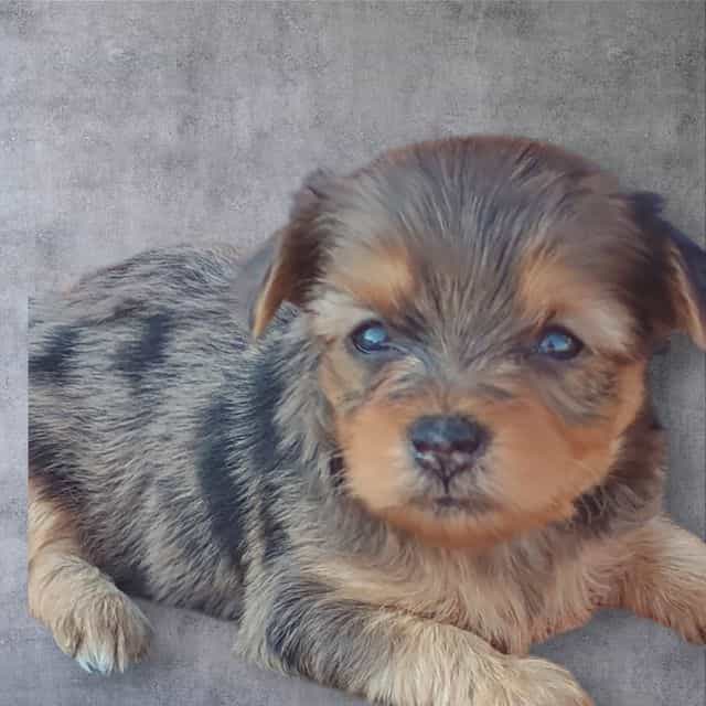 Nestle - Yorkshire Terrier Female