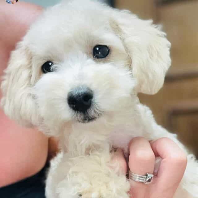 Little Guy  - Toy Poodle Male