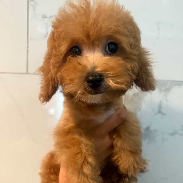 Jack - Toy Poodle Male