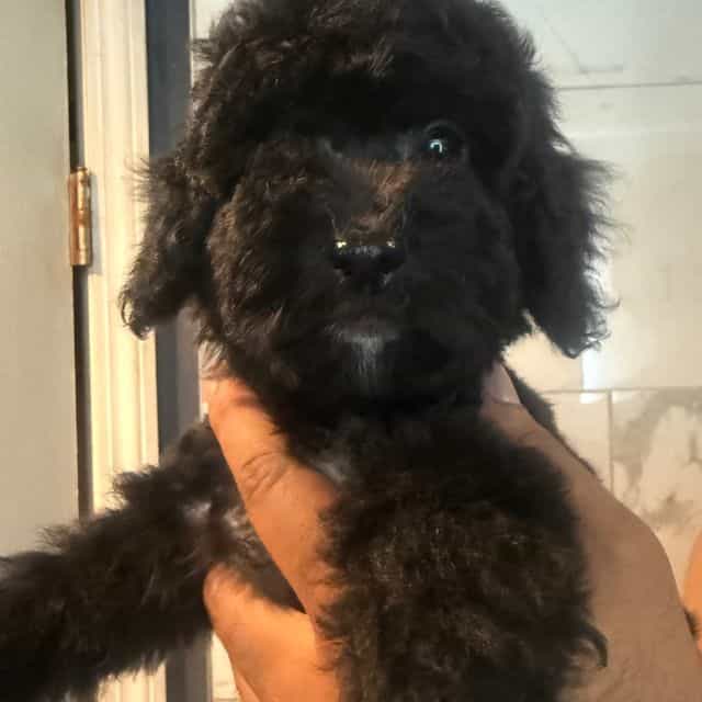 Cliff - Toy Poodle Male