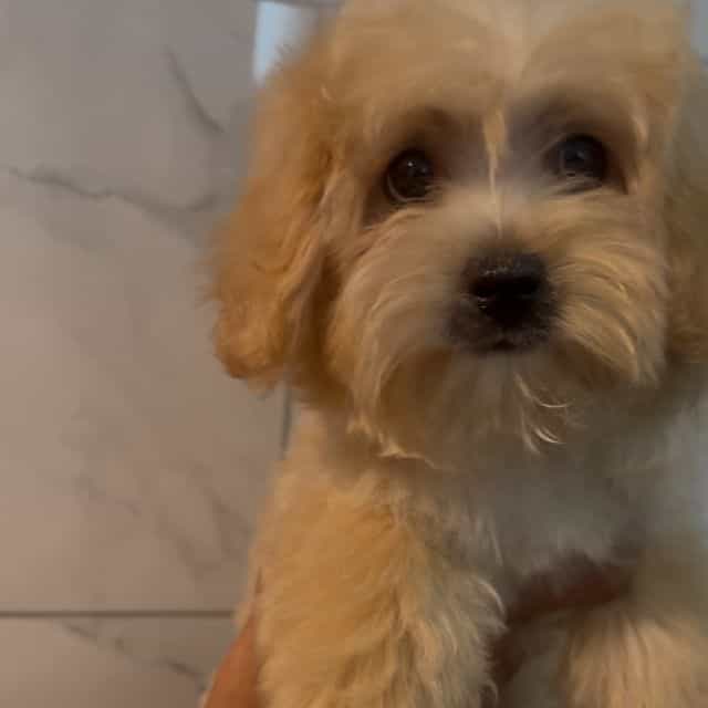 Butter - Maltipoo Male