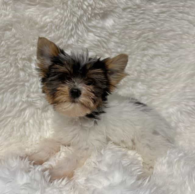 Max - Yorkshire Terrier Male