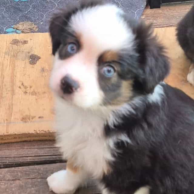 Maine. (Toy) - Australian Shepherd Female