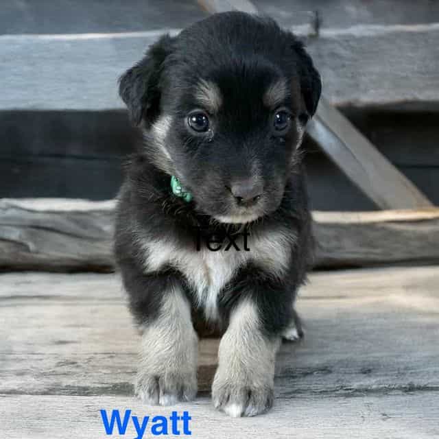 Wyatt - Australian Shepherd Male