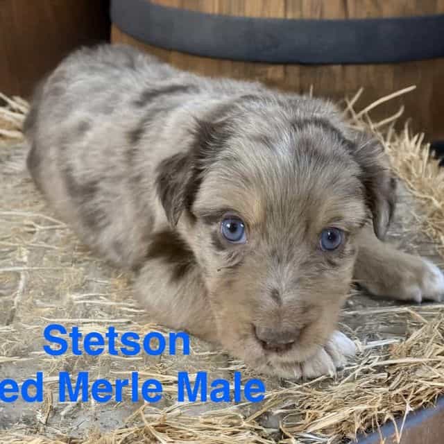 Stetson - Australian Shepherd Male
