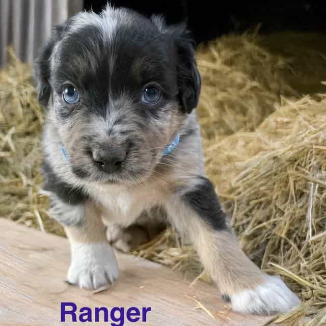 Ranger - Australian Shepherd Male