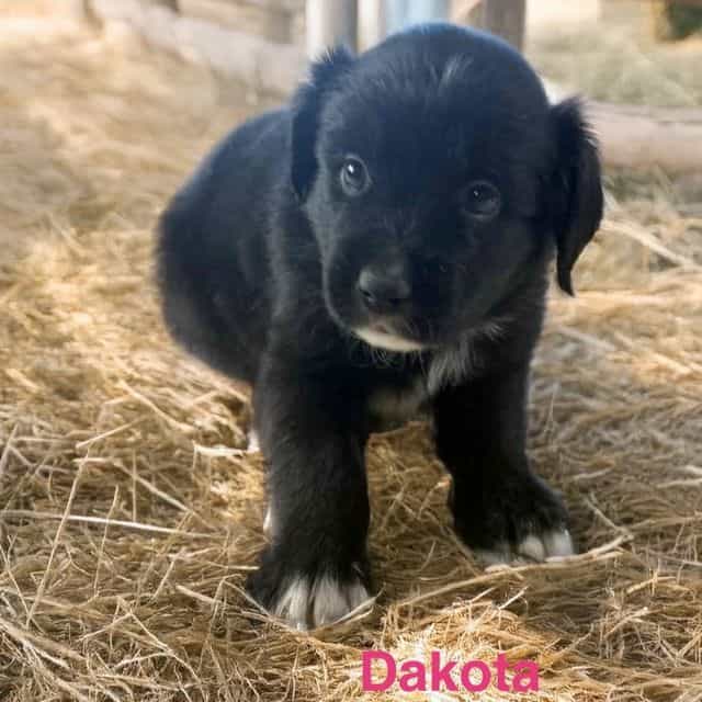 Dakota - Australian Shepherd Female