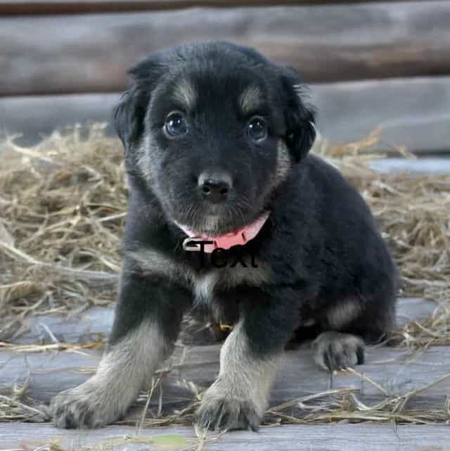 Cow Girl - Australian Shepherd Female