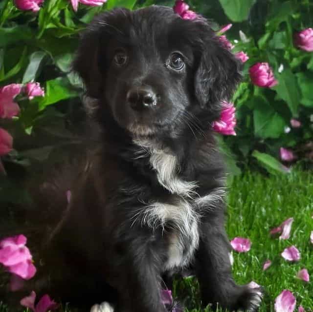 Bell - Australian Shepherd Female