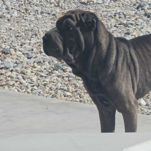 Bruno - Miniature Shar-Pei Male
