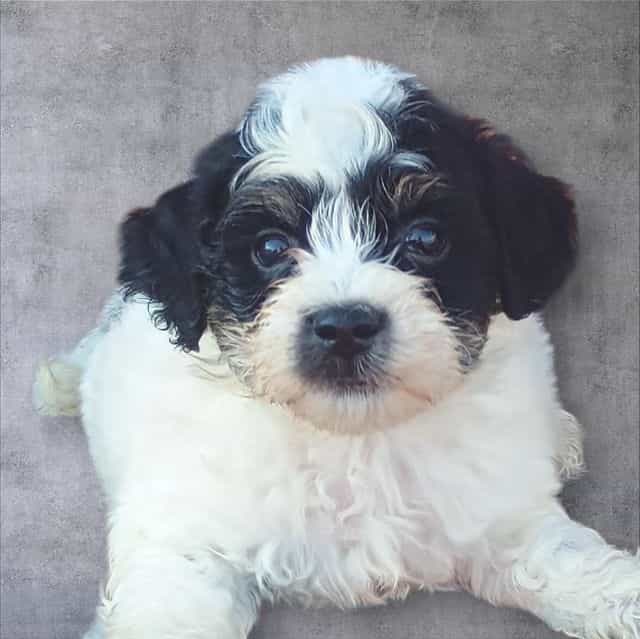 Monty - Maltipoo Male