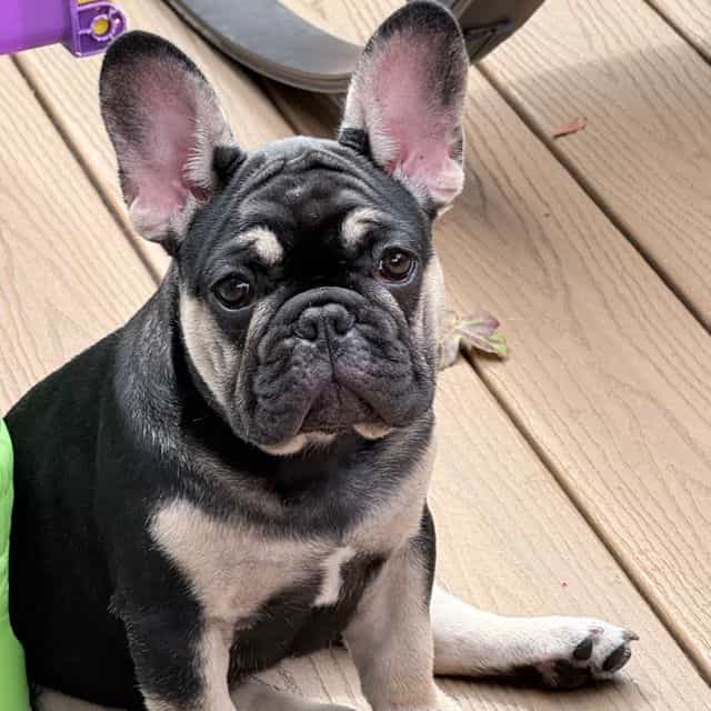 Black tan Boy  - French Bulldog Male