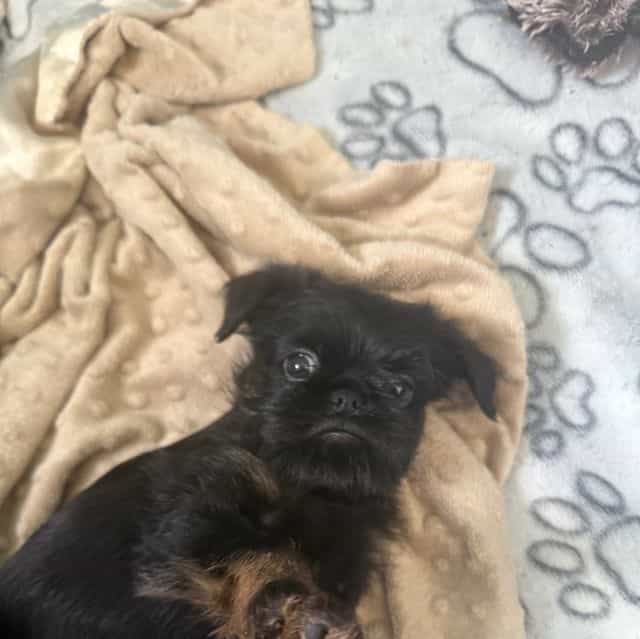 Sutton - Brussels Griffon Male