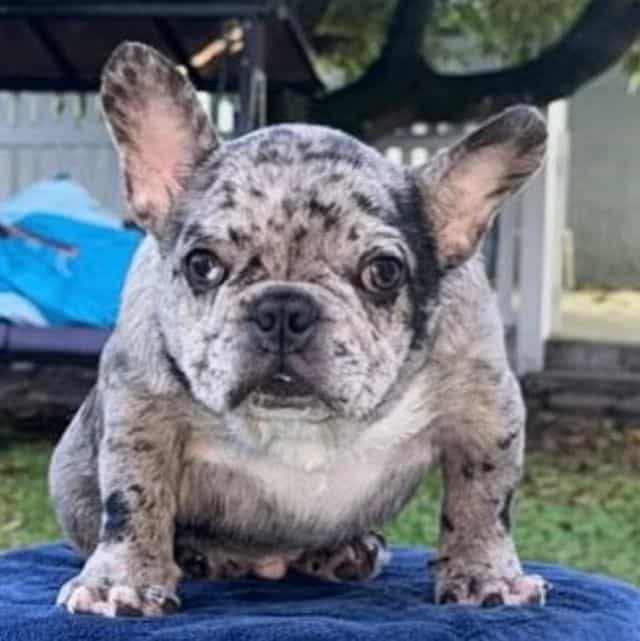 Ozzy - French Bulldog Male