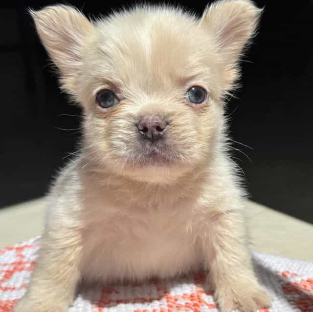 Tweety Fluffy - French Bulldog Male