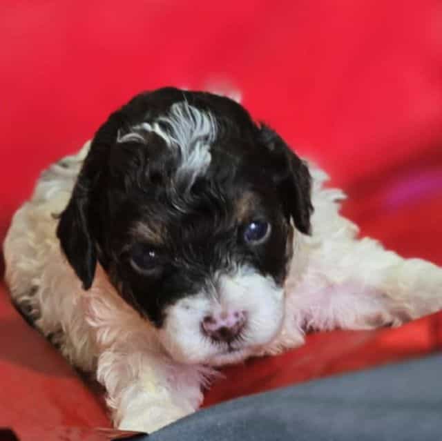 Thor. JR - Toy Poodle Male