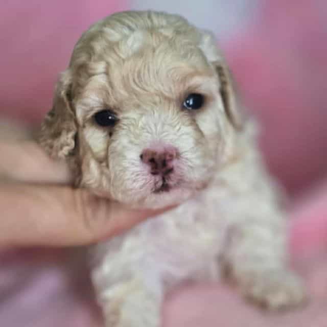 Star - Toy Poodle Female