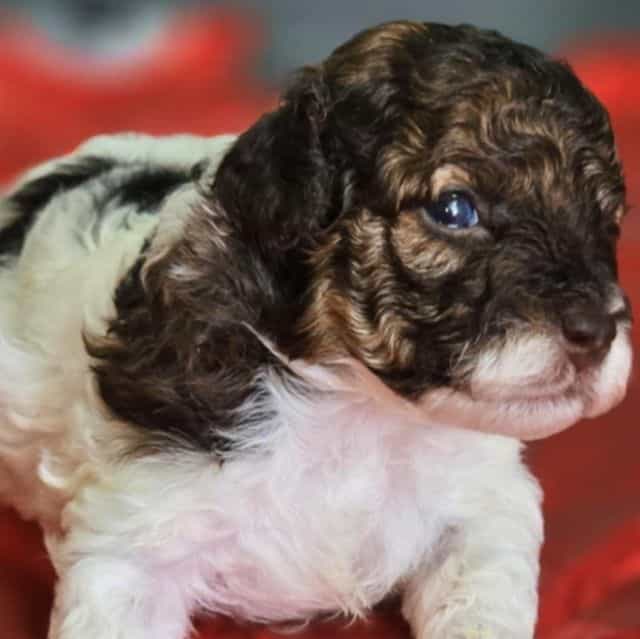 Trundle - Toy Poodle Male