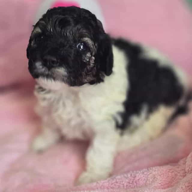 Devine - Toy Poodle Female