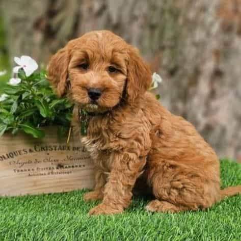 Beu (Mini ) - Goldendoodle Male