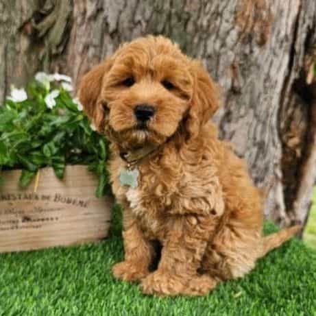 Kobie (mini) - Goldendoodle Male