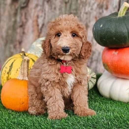 Max (mini) - Toy Poodle Male