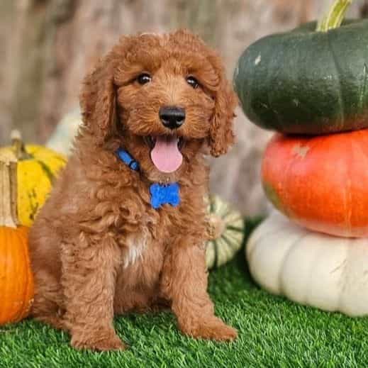 Theo (mini) - Toy Poodle Male