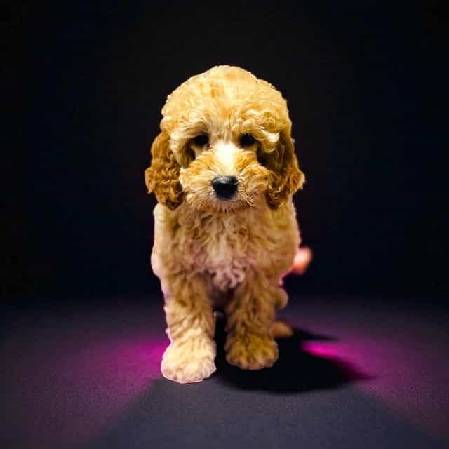 Jon Snow - Goldendoodle Male