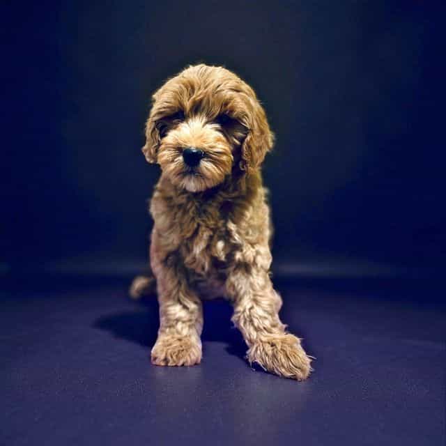 Jaime Lancaster - Goldendoodle Male