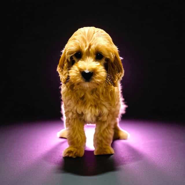 Tyrion Lancaste - Goldendoodle Male