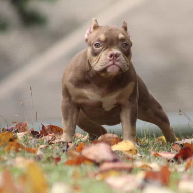 Coco - American Bully Female