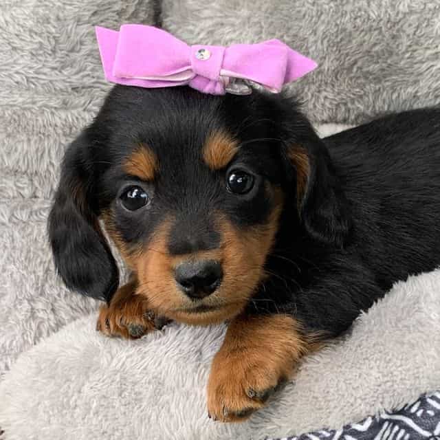 Cuddly Betty~! - Dachshund Female