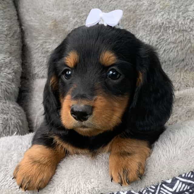 Darling Brenna~ - Dachshund Female