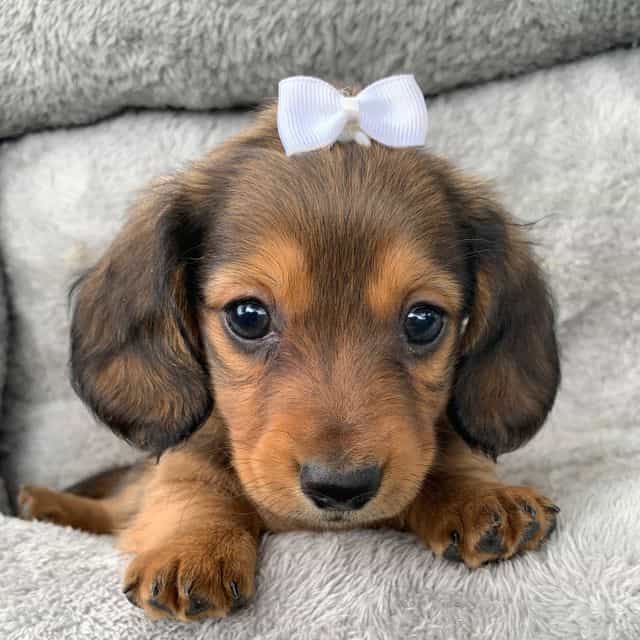 Cute Bella~! - Dachshund Female