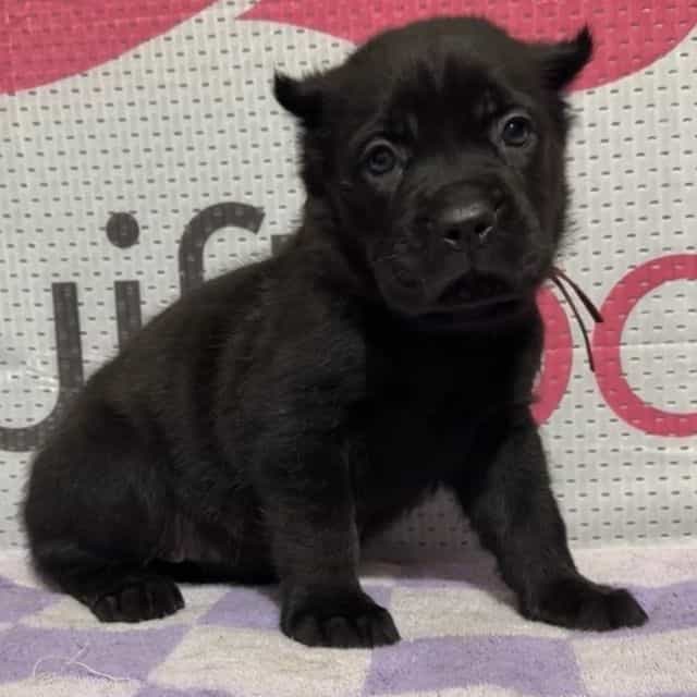 Pink Collar - Cane Corso Female